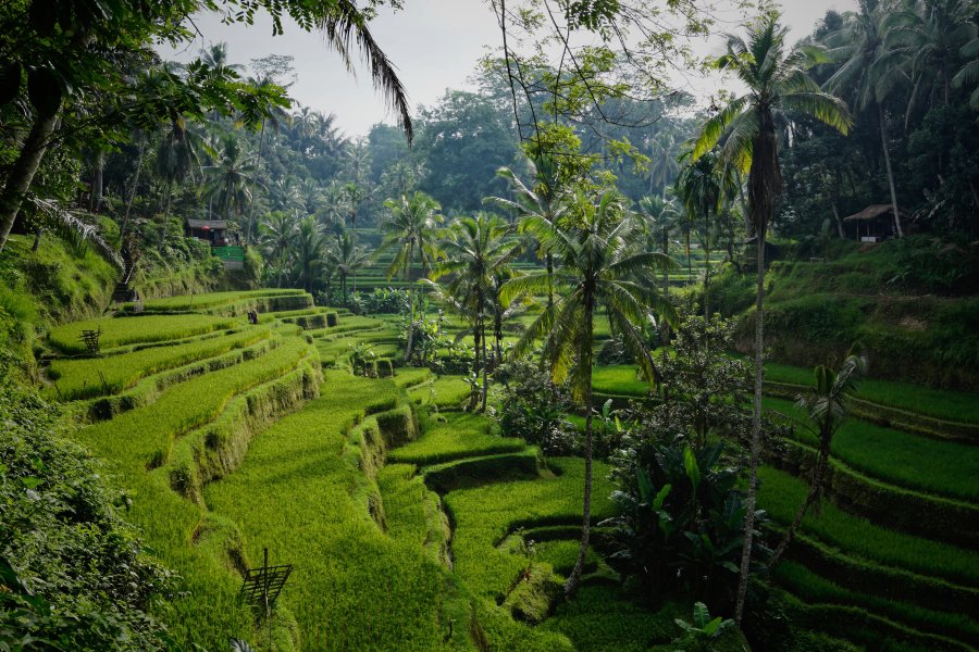 Tegelalang rice terraces, Ubud, Bali