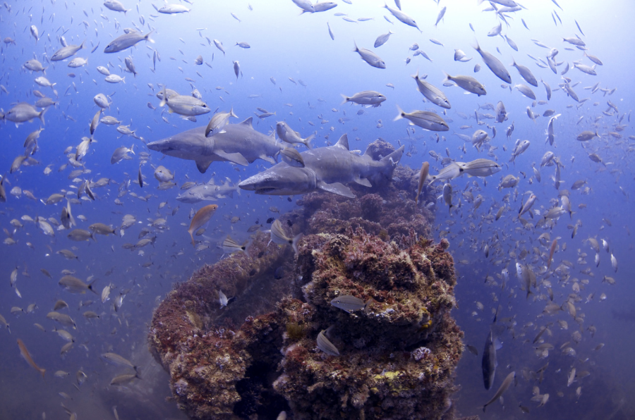 podpmořský život Kostarika
