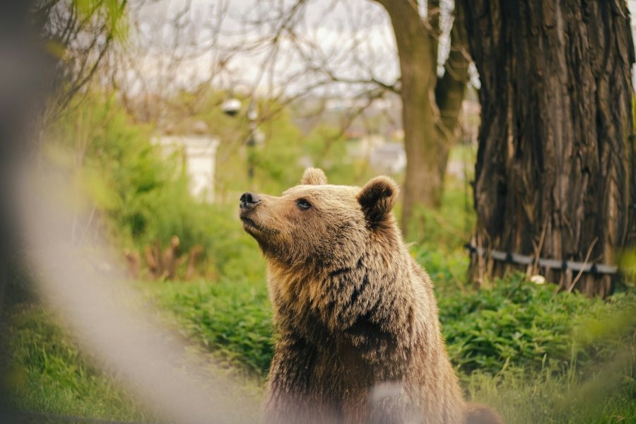 Medvědárium Kladno